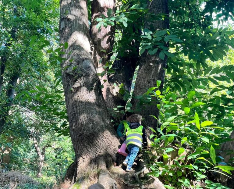 Forest schools